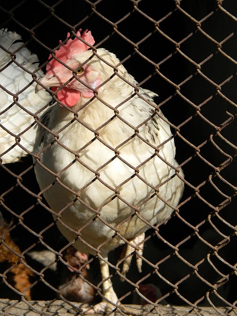 颖而出的一 颖而出的一